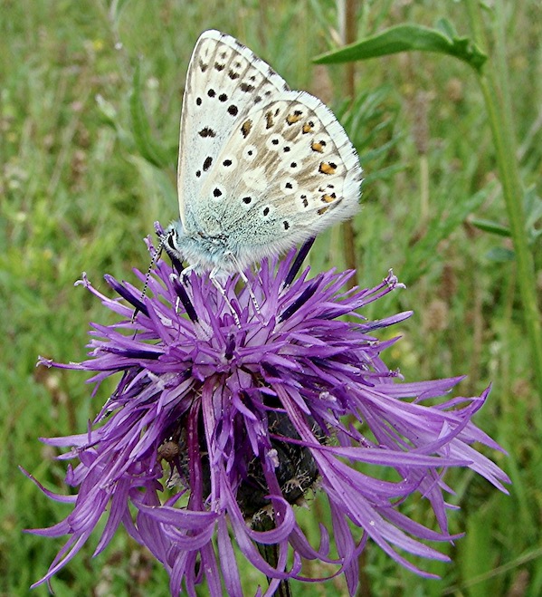 chalk-hill blue
